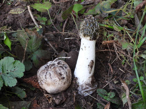 common stinkhorn