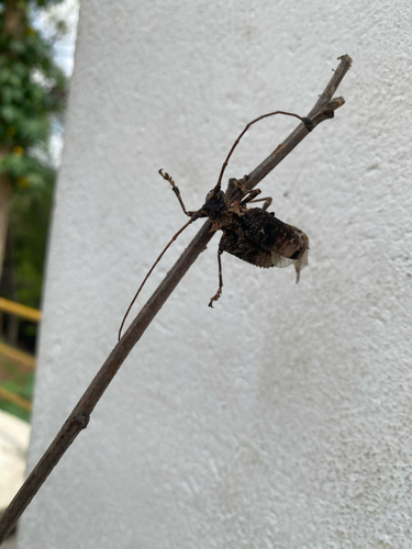 Polyrhaphis spinipennis