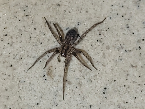 Barn Funnel Weaver