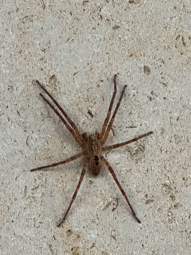 Mediterranean Spiny False Wolf Spider