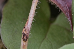 Puccinia orbicula