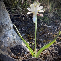 Ornithogalum concinnum
