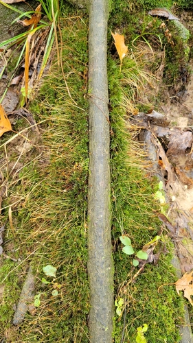 Pale Cow-hair Moss