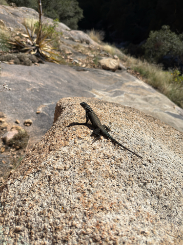 Sceloporus jarrovii observed 2026-10-15