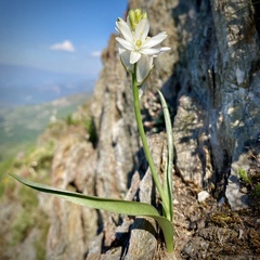 Ornithogalum concinnum