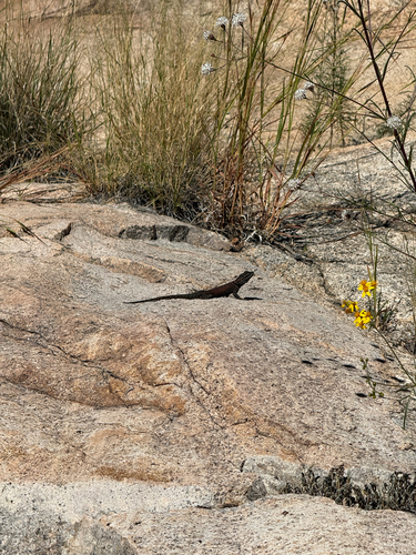 Sceloporus jarrovii observed 2026-10-15