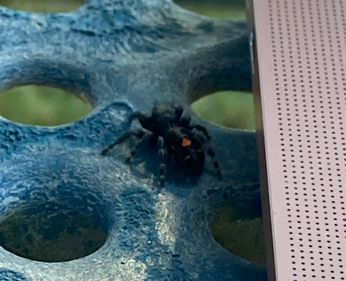 Bold Jumping Spider