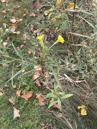 Oenothera parviflora, 2026-10-15