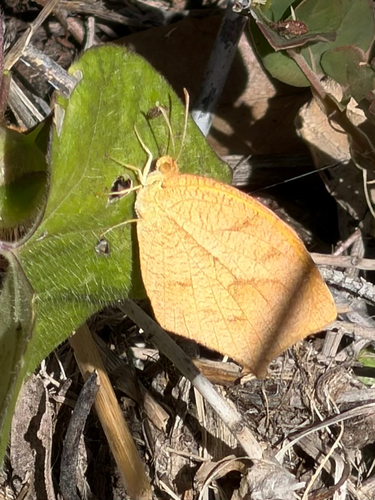 Tailed Orange