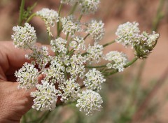 Eurytaenia texana