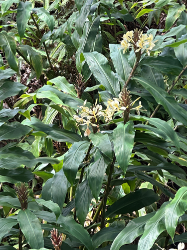Hedychium flavescens, 2026-10-15