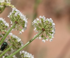 Eurytaenia texana