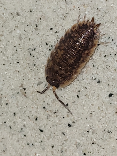 Common Rough Woodlouse