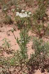 Eurytaenia texana