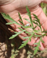 Eurytaenia texana