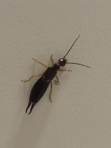 European Earwig