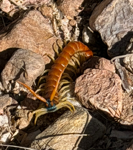 Giant Desert Centipede