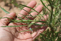 Eurytaenia texana