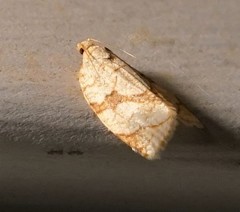 Adoxophyes negundana