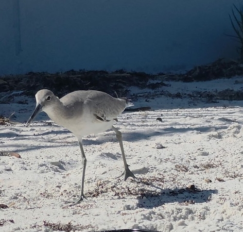 Willet