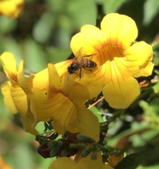 Apis mellifera