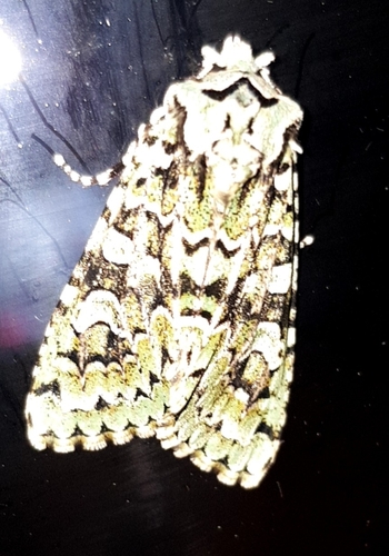 Merveille du Jour