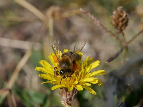 Western Honey Bee