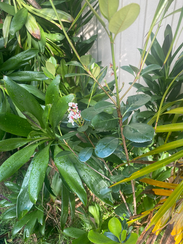 Rhaphiolepis umbellata observed 2026-10-16