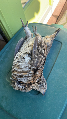 Ruffed Grouse