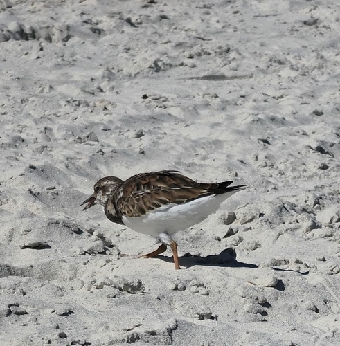 Ruddy Turnstone