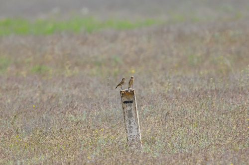 iNaturalist image