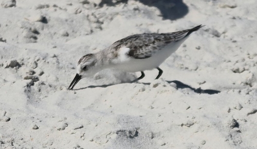 Sanderling