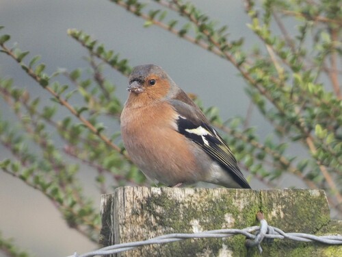 Common Chaffinch