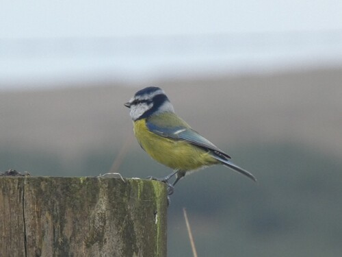 Eurasian Blue Tit