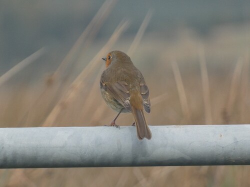 European Robin