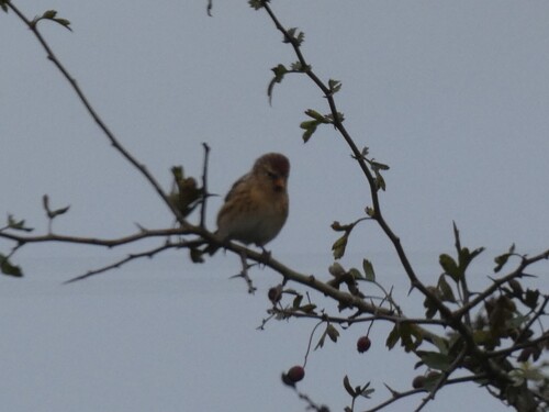 Lesser Redpoll