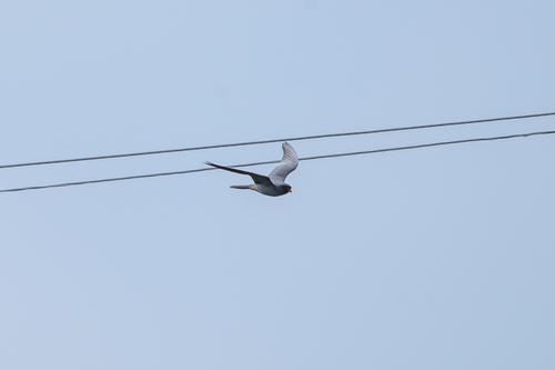 iNaturalist image