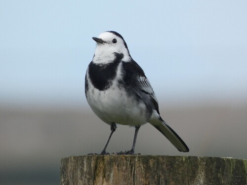 Pied Wagtail