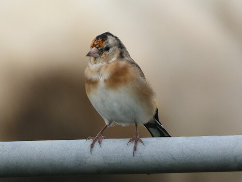 European Goldfinch