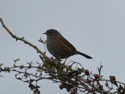 Dunnock