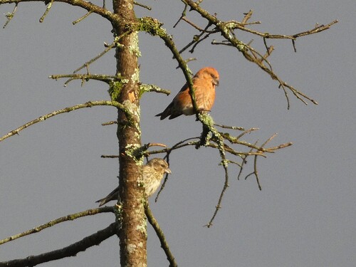 Red Crossbill