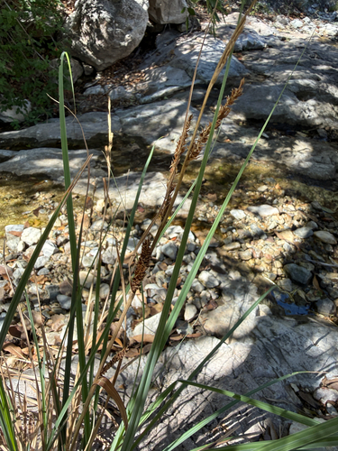 Carex observed 2026-10-15