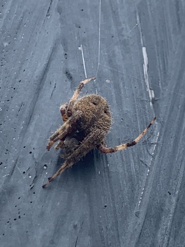Spotted Orbweaver