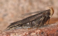 Dichomeris juncidella