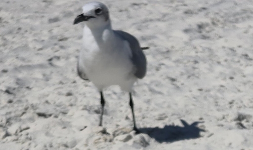 Laughing Gull
