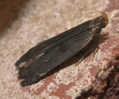 Dichomeris juncidella