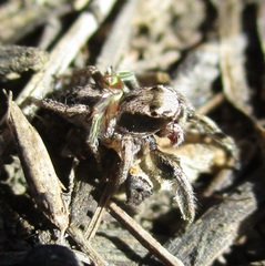 Habronattus cuspidatus