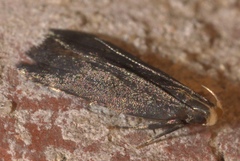 Dichomeris juncidella