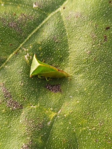 Buffalo Treehopper