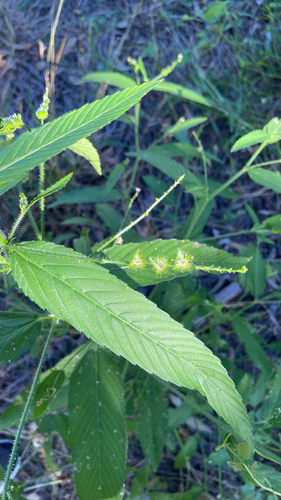 Caperonia palustris observed 2026-10-15